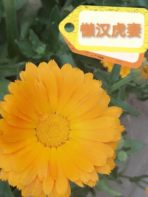 不娶懒汉妻上一句?