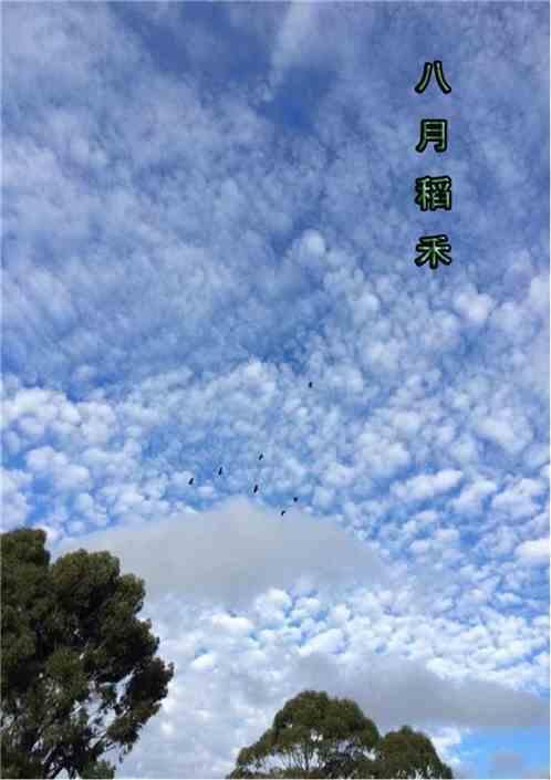 8月稻田图片