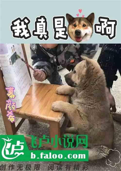 我真不是狗官顶点